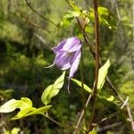 Clematis occidentalis Blomst