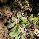 Hieracium venosum Liść