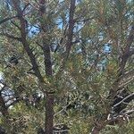 Pinus edulis Hábito