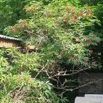 Sambucus racemosa Συνήθη χαρακτηριστικά