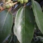 Cinnamomum camphora পাতা