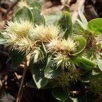 Alternanthera pungens Floro