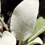Pentanema verbascifolium Leaf