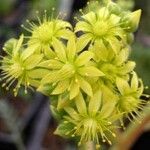 Aichryson × aizoides