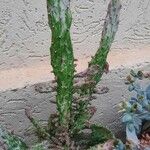 Opuntia triacanthos Folha