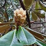 Rhododendron arizelum Flower