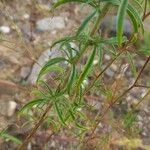 Epilobium brachycarpum 葉