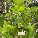 Lonicera fragrantissima Leaf