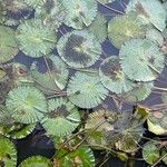 Nymphaea lotus Листок