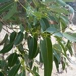 Eucalyptus botryoides Leaf