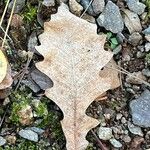 Quercus macrocarpa Blatt