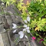 Cleome houtteana Flower