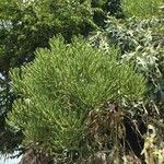 Cussonia paniculata عادت داشتن