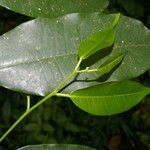 Clarisia racemosa Frunză