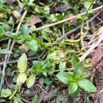 Gratiola peruviana Leaf
