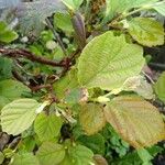 Fothergilla gardenii Lehti