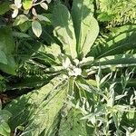 Verbascum phlomoides 葉