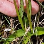 Dactylorhiza traunsteineri Cortiza