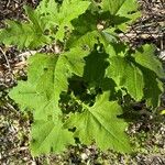 Smallanthus uvedalia Leaf