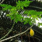 Carica papaya Leaf