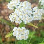 Achillea nobilisFleur