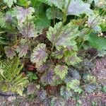 Heuchera americana 葉