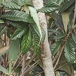 Eriobotrya japonica Ekosanga