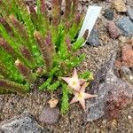 Stapelia divaricata Fiore