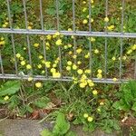 Crepis capillaris Habit