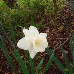 Narcissus papyraceusBloem