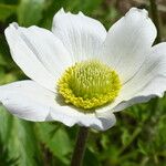 Pulsatilla alpina Kwiat