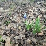 Muscari azureum Lorea