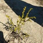 Thymelaea hirsuta Leaf