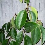 Ficus elastica Folha