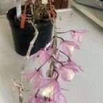 Dendrobium aphyllum 花