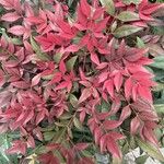 Nandina domesticaЦветок