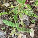 Astragalus pelecinus Blatt