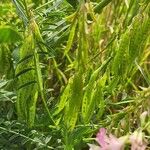 Astragalus atropilosulus Fruto
