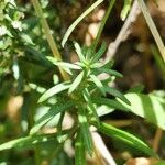 Galium humifusum Leaf