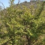 Ulmus carpinifolia Plante entière