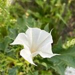 Datura ferox Floro