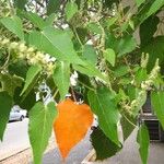 Croton urucurana Blad