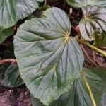 Begonia brachypoda Leaf