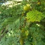 Caesalpinia coriaria Hoja
