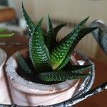 Haworthia limifolia Leaf