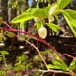 Vaccinium ovalifolium Frukto