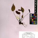 Henckelia grandifolia