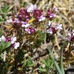 Thymus dolomiticus Ostatní