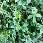 Potentilla reptansFoglia