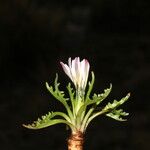 Hypochaeris taraxacoides Flower
